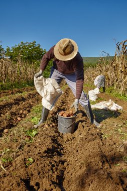 patates hasat çiftçi