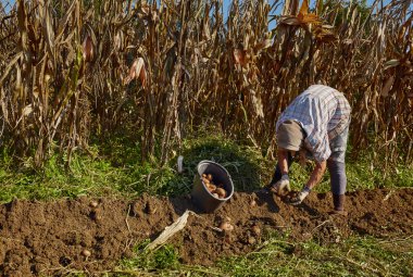 Çiftçi malzeme çekme patates