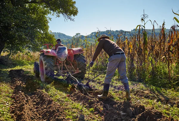 Family of peasant harvesting potatoes — Stock Photo, Image