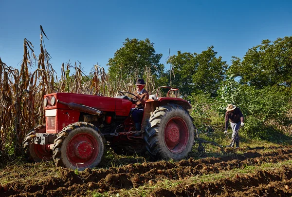 Família de camponeses que colhem batatas — Fotografia de Stock