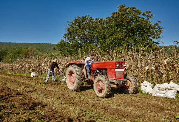 Family of peasant harvesting potatoes — Stock Photo, Image