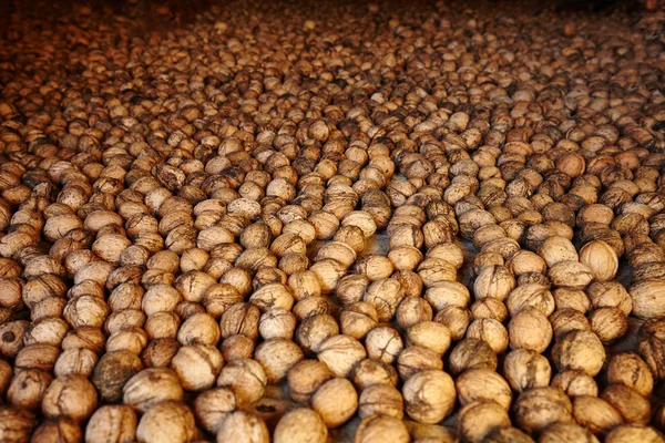 Walnuts arranged for drying — Stock Photo, Image