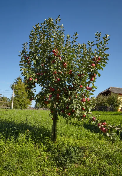 Unga äppelträd — Stockfoto