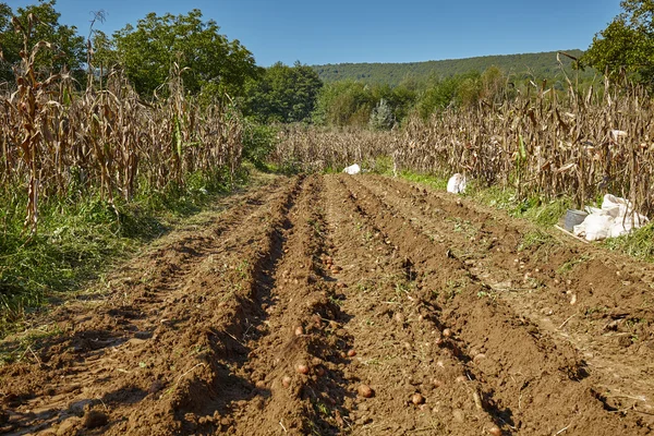 Rows of potatoes at harvest time — Stock Photo, Image