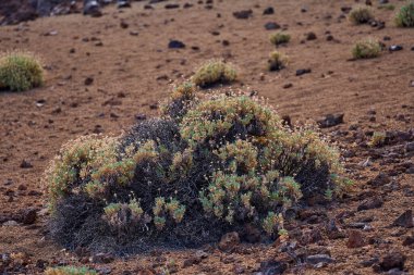 Minas de San Jose, Teide Ulusal Parkı, Tenerife 'de lav kayaları ve volkanik kumların arasında büyüyen, kırışık olarak bilinen Pterocephalus lasiospermus' un çiçekli bir yastığı.