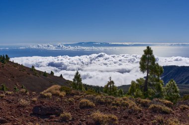 Teide Ulusal Parkı 'ndan yüksek irtifa manzarası ufuktaki Gran Canaria adasına doğru yoğun bir bulut denizi üzerindedir. Önplanda Kanarya çam ağaçları ve volkanik çalılıklar vardır.