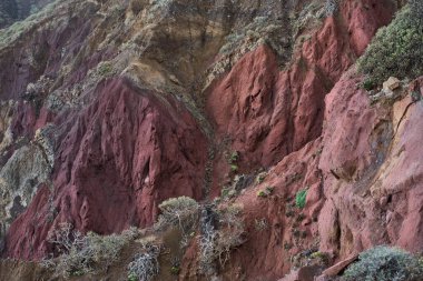 Anaga, Tenerife 'deki El Draguillo yakınlarındaki derin aşınmış kırmızı volkanik kayalık araziye yapışmış seyrek ve demir zengini çökeltiyi dar bir dereden kesen yerel çalılar.