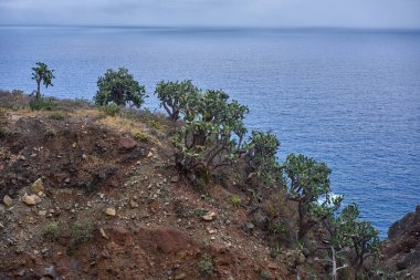Arkalarında mavi Atlantik Okyanusu uzanan Tenerife 'nin Anaga kıyısındaki kırmızı bir volkanik uçurum kenarında yetişen birkaç olgun ağaç benzeri Opuntia dillenii dikenli armut kaktüsü.