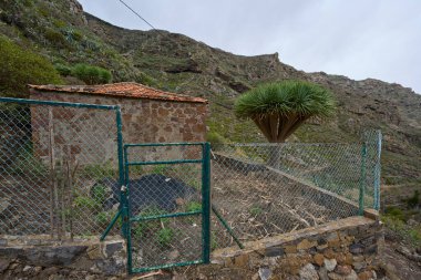 Terracotta kiremit çatılı, yeşil tel çitli ve kapılı küçük bir kır taşı barakası, çitlerin içinde büyüyen bir Dracaena ejderha ağacı, yemyeşil volkanik yamaçlara karşı kurulmuş.