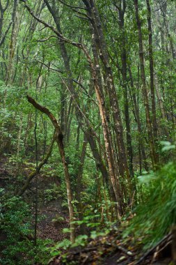 Yoğun yeşil bitki örtüsü ve ince ağaç gövdeleri Anaga 'nın sisli lav ormanlarında dik bir yamaçta yetişiyor.