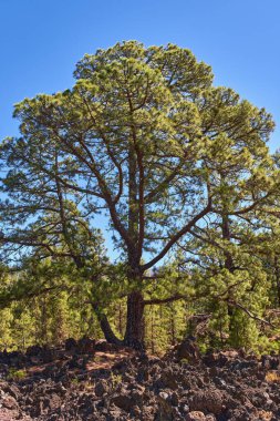 Genç bir kanarya çamı (Pinus canariensis), Tenerife 'nin Teide yamaçlarındaki bir çam ormanındaki volkanik lav kaya tabanından açık mavi bir gökyüzünün altında büyür.