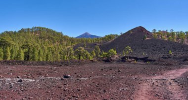 Chinyero yanardağının karanlık akrep yamaçlarında kırmızı bir volkanik iz döngüsü oluşur, Corona Ormanı 'nın özel çam ormanları manzarayı çerçeveler ve Teide Dağı' nın mükemmel kar tozlu konisi Tenerife