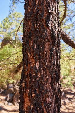 Kanarya çamı (Pinus canariensis), Chinyero, Tenerife yakınlarındaki çam ormanlarında çıkan yangınlardan sonra olağanüstü ateş direnci ve yenilenme kabiliyetiyle tanınan bir türdür.