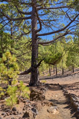 Büyük bir kanarya çamı (Pinus canariensis) kömürleşmiş bir gövdesi ve yayılan dalları ile Chinyero, Teide ulusal parkı, Tenerife yakınlarındaki volkanik akrep yamaçlarındaki açık bir çam ormanı boyunca uzanan kayalık bir patikanın yanında durur.