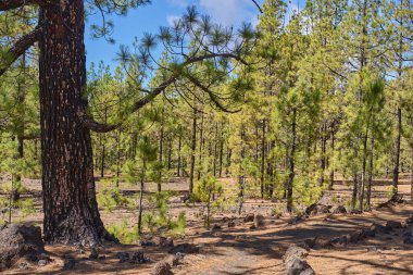 A large Canary pine (Pinus canariensis) with a charred trunk and spreading branches stands beside a rock-lined trail winding through an open pine forest on volcanic scoria slopes near Chinyero, Teide national park, Tenerife