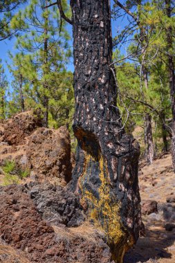 A close-up of a fire-charred Canary pine (Pinus canariensis) trunk showing vivid yellow-orange resin seeping through the blackened bark as part of the tree's natural wound-healing and defence mechanism in Tenerife
