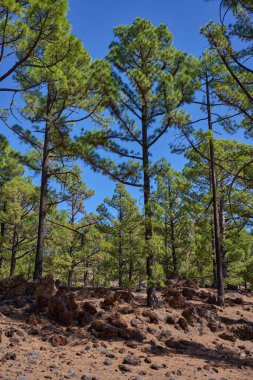 Tenerife 'deki Teide Ulusal Parkı' nda kanarya çam ağaçları (Pinus canariensis) bulunan uçsuz bucaksız siyah lav tarlası.