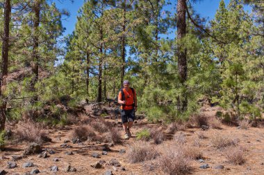 Chinyero, Teide Milli Parkı, Tenerife yakınlarındaki volkanik yamaçlarda güneşli bir kanarya çam ormanında (Pinus canariensis) yürürken, turuncu tişörtlü bir erkek kamerayla çekim yapar.