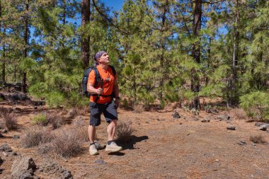Chinyero, Teide Milli Parkı, Tenerife yakınlarındaki volkanik yamaçlarda güneşli bir kanarya çam ormanında (Pinus canariensis) yürürken, turuncu tişörtlü bir erkek kamerayla çekim yapar.