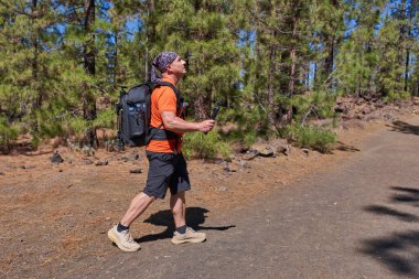 Chinyero, Teide Milli Parkı, Tenerife yakınlarındaki volkanik yamaçlarda güneşli bir kanarya çam ormanında (Pinus canariensis) yürürken, turuncu tişörtlü bir erkek kamerayla çekim yapar.