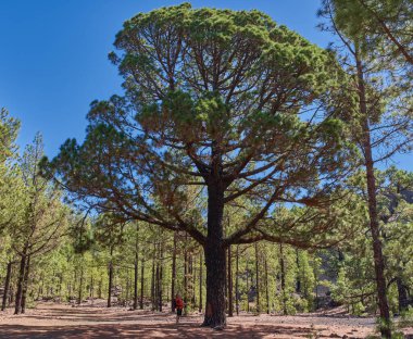 Büyük bir kanarya çamı (Pinus canariensis) tabanında bulunan küçük bir erkek figürü geniş bir tepe örtüsüyle, Chinyero, Teide ulusal parkı, Tenerife yakınlarındaki çam ormanı içindeki ağacın muazzam büyüklüğünü çarpıcı bir şekilde gözler önüne seriyor.