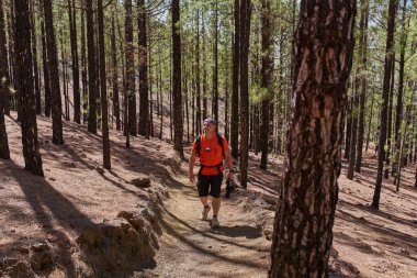 Turuncu tişörtlü, elinde kamera ve sırt çantasıyla gülümseyen bir erkek yürüyüşçü Chinyero, Teide Ulusal Parkı, Tenerife yakınlarındaki volkanik yamaçlarda güneş lekeli bir kanarya çam ormanı (Pinus kanaryası) boyunca kayalık patika boyunca yürür.