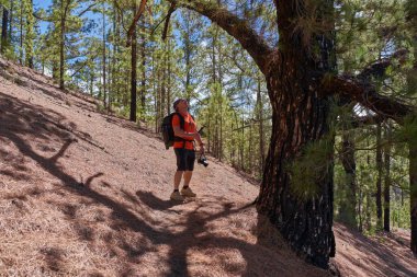 Elinde kamera olan turuncu tişörtlü bir erkek, Chinyero, Teide Ulusal Parkı, Tenerife yakınlarındaki Corona Ormanı 'nda çam iğnesiyle kaplı bir yamacın yanındaki büyük bir kanarya çamı (Pinus kanaryası) bagajına hayranlıkla bakar.