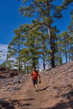 Chinyero, Teide Milli Parkı, Tenerife yakınlarındaki volkanik yamaçlarda güneşli bir kanarya çam ormanında (Pinus canariensis) yürürken, turuncu tişörtlü bir erkek kamerayla çekim yapar.