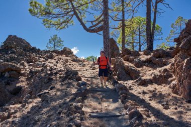 Chinyero, Teide Milli Parkı, Tenerife yakınlarındaki volkanik yamaçlarda güneşli bir kanarya çam ormanında (Pinus canariensis) yürürken, turuncu tişörtlü bir erkek kamerayla çekim yapar.