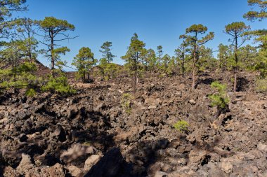 A vast black lava field with Canary pine trees (Pinus canariensis) in Teide national park, Tenerife