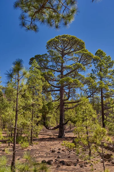 Uzun kanarya çamı (Pinus canariensis) koyu kömürleşmiş bir gövdesi ve Chinyero, Teide ulusal parkı, Tenerife yakınlarındaki volkanik yamaçlardaki çam ormanlarıyla çevrili uzun iğnelerden oluşan bir gölgelik.