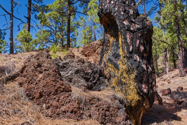 A close-up of a fire-charred Canary pine (Pinus canariensis) trunk showing vivid yellow-orange resin seeping through the blackened bark as part of the tree's natural wound-healing and defence mechanism, with a young pine sapling sprouting from a volc