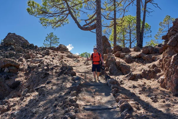 Chinyero, Teide Milli Parkı, Tenerife yakınlarındaki volkanik yamaçlarda güneşli bir kanarya çam ormanında (Pinus canariensis) yürürken, turuncu tişörtlü bir erkek kamerayla çekim yapar.