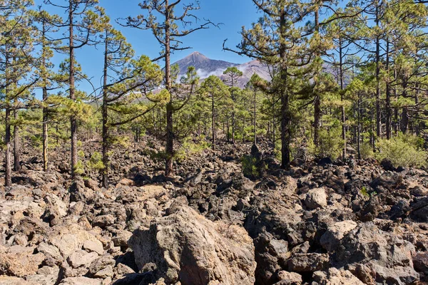 A vast black lava field with Canary pine trees (Pinus canariensis) in Teide national park, Tenerife