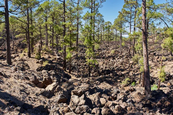 A vast black lava field with Canary pine trees (Pinus canariensis) in Teide national park, Tenerife