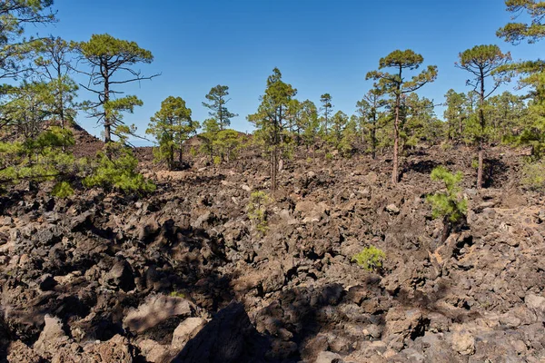 Tenerife 'deki Teide Ulusal Parkı' nda kanarya çam ağaçları (Pinus canariensis) bulunan uçsuz bucaksız siyah lav tarlası.