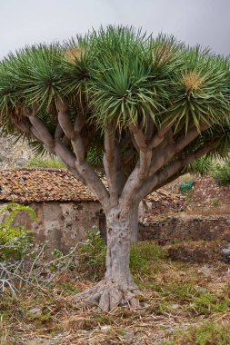 Büyük antik ejderha ağacı, Dracaena draco, Tenerife 'nin Anaga bölgesinde terk edilmiş bir taş çiftlik evinin önünde büyüyen geniş bir tepe örtüsüyle.