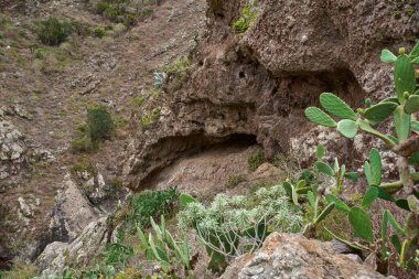 Barranco de Chamorga, Anaga, Tenerife 'deki volkanik bir çıkıntının altındaki doğal kaya sığınağı mağarası, ön planda büyüyen bitkisel dikenli armut kaktüsü ve tabaiba öforbisi ile birlikte.