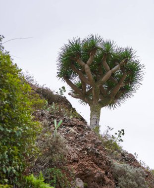 Vahşi ejderha ağacı, Dracaena draco, Tenerife 'nin Anaga dağlarında kırmızı bir volkanik kayanın tepesinde yetişiyor, aşağıdan bulutlu bir gökyüzüne doğru çekilmiş ve çevresindeki bitkilerle çevrili.