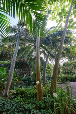 Çok sayıda Cecropia pachystachya ağacı, uzun halkalı gövdeleri ve eğrelti otlarının üzerinde yetişen kendine özgü örtüsü ve botanik bahçesinde yer örtüsü var.