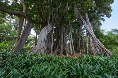 Birden fazla pürüzsüz gri gövdesi olan ve Bromeliad ve agave bitkileriyle çevrili havadan sallanan dev banyan ağacı tropikal bir bahçede.
