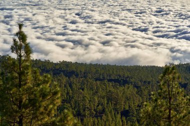 Uçsuz bucaksız Kanarya Adası çam ormanları ufuk çizgisine kadar uzanır alçak bulut örtüsünün altında ön planda tek bir güneşli çam ağacı vardır.
