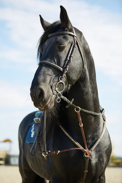 Cavalo preto no hipódromo — Fotografia de Stock