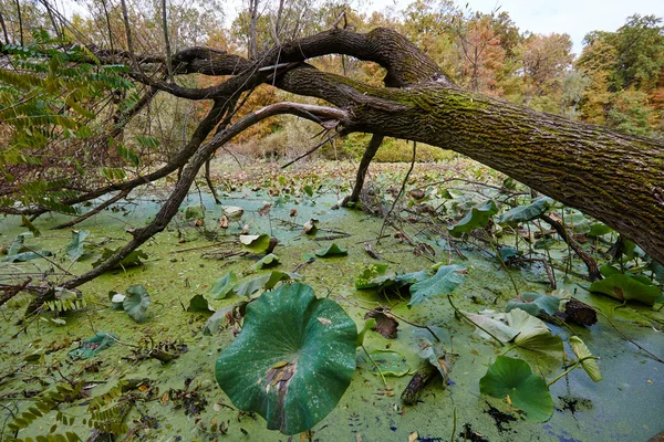 Dode boom in water — Stockfoto