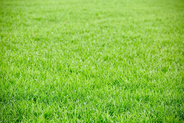 Campo di erba fresca — Foto Stock