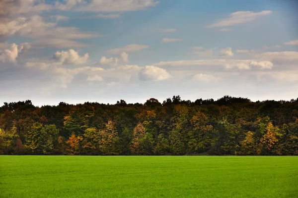 Fältet och färgglada skog — Stockfoto