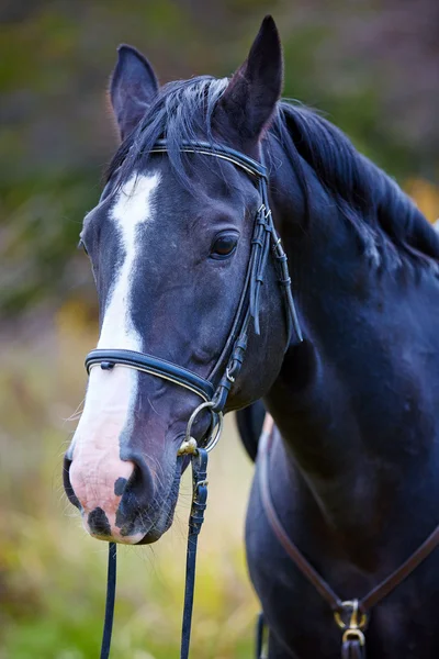 Belo cavalo na floresta — Fotografia de Stock