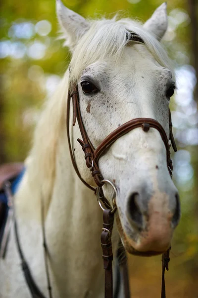 Belo cavalo na floresta — Fotografia de Stock