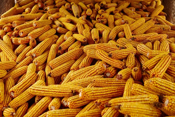 Mazorcas de maíz en un granero — Foto de Stock