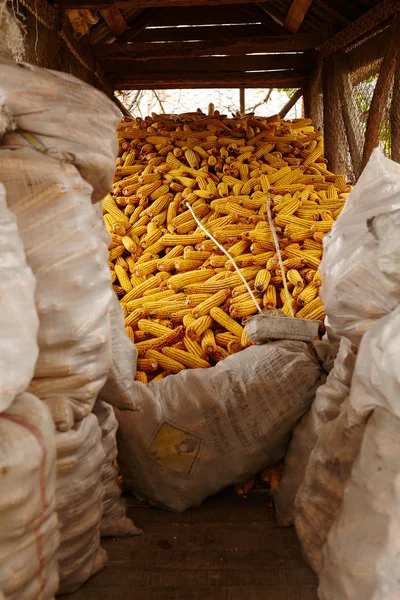 Pannocchie di mais in un fienile — Foto Stock